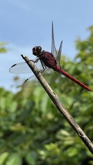 Orthemis schmidti
