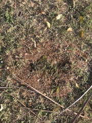 Camponotus rufoglaucus