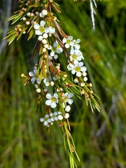 Baeckea linifolia