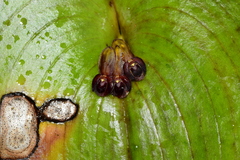 Pleurothallis cordata