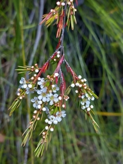 Baeckea linifolia