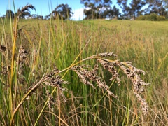 Machaerina articulata