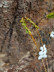 Mitrasacme polymorpha