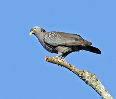 Columba arquatrix
