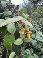 Clematis leschenaultiana