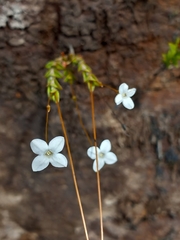 Mitrasacme polymorpha