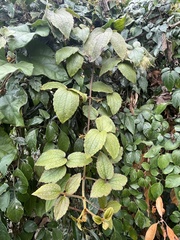 Clematis leschenaultiana