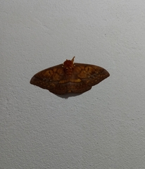 Procitheronia principalis