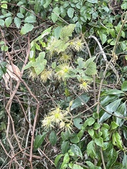 Clematis leschenaultiana