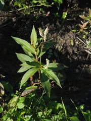 Persicaria barbata