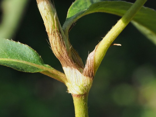 Image of Persicaria barbata by no rights reserved