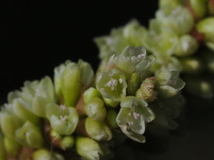 Persicaria barbata