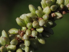 Persicaria barbata