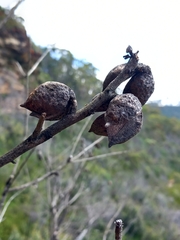 Hakea dactyloides