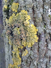 Xanthoria parietina