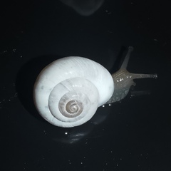 Cathaica richthofeni