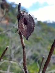 Hakea dactyloides