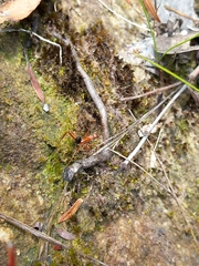 Leptomyrmex nigriventris