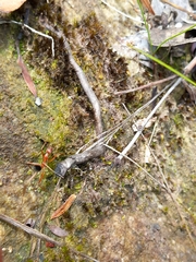 Leptomyrmex nigriventris
