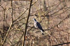 Columba palumbus palumbus