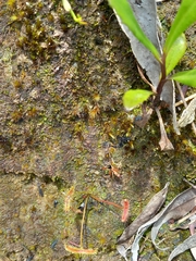 Leptomyrmex nigriventris