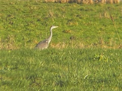 Ardea cinerea