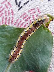 Argyrosticta decumana