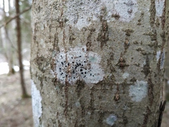 Lecidella