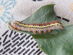 Argyrosticta decumana