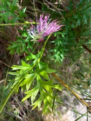 Grevillea acanthifolia