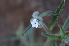 Johnstonella angustifolia