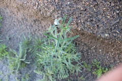 Johnstonella angustifolia