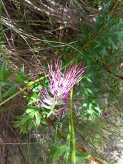 Grevillea acanthifolia