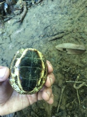 Rhinoclemmys funerea