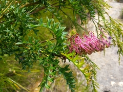 Grevillea acanthifolia