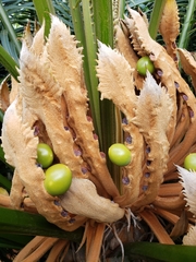 Cycas seemannii