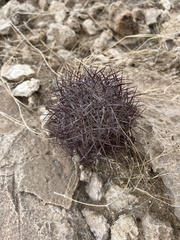 Echinomastus johnsonii