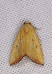 Marimatha botyoides