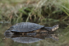 Gibba Turtle photo 2