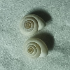 Cathaica richthofeni