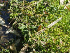 Persicaria barbata