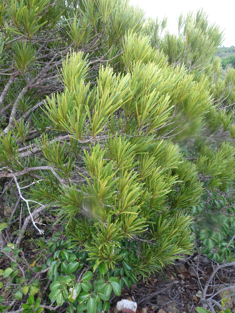Planchonella pinifolia