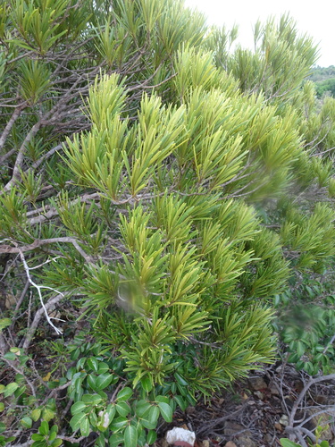 Planchonella pinifolia