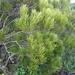 Planchonella pinifolia - Photo (c) BLANCHON CATHERINE, algunos derechos reservados (CC BY-NC), subido por BLANCHON CATHERINE