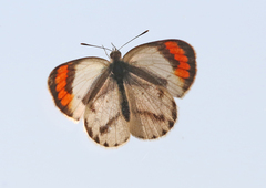 Colotis euippe