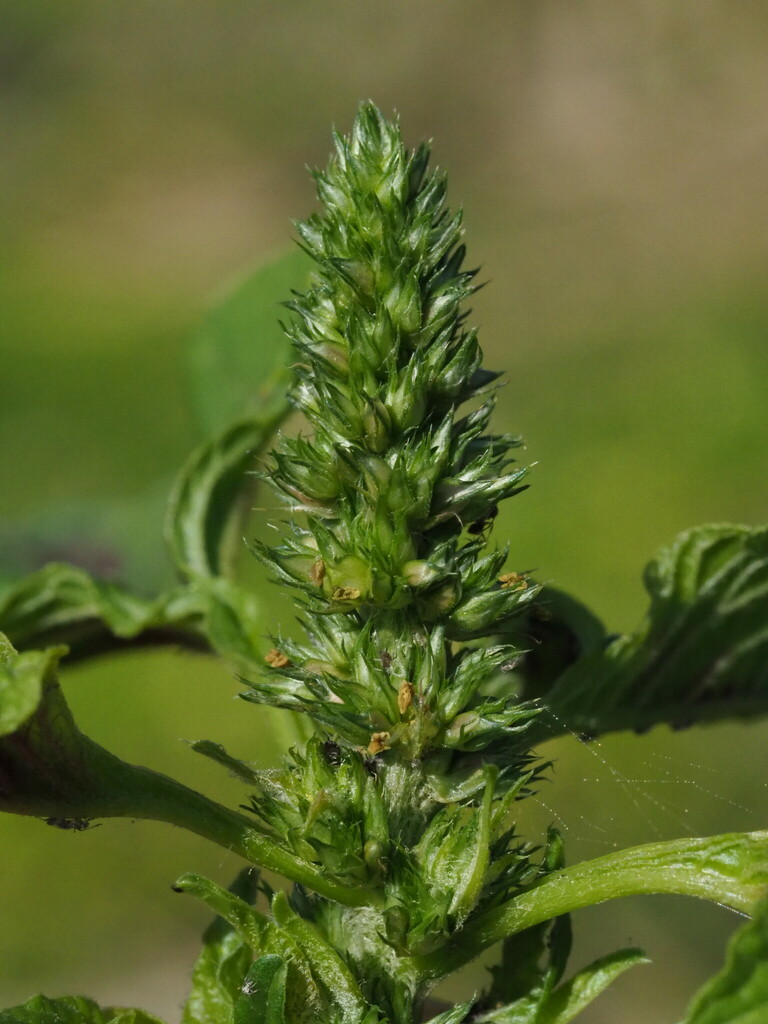 Amaranthus tricolor