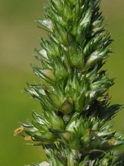 Amaranthus tricolor