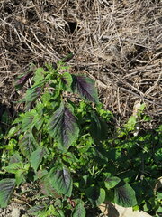Amaranthus tricolor