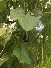 Melothria pendula image