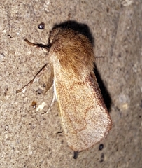 Psaphida styracis